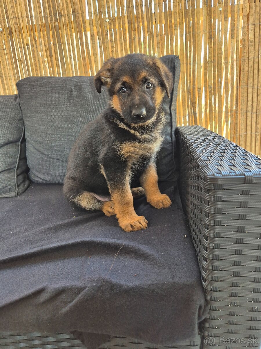 Nemecký ovčiak steniatka