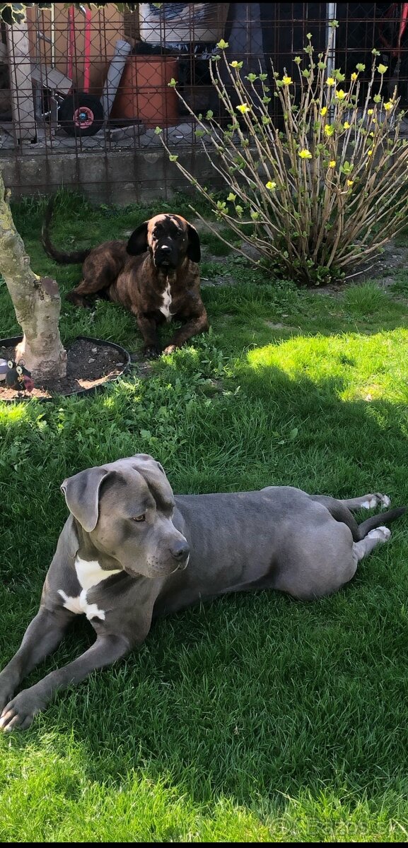 Staford-cane corso