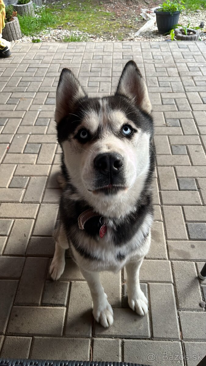 Husky čistokrvný