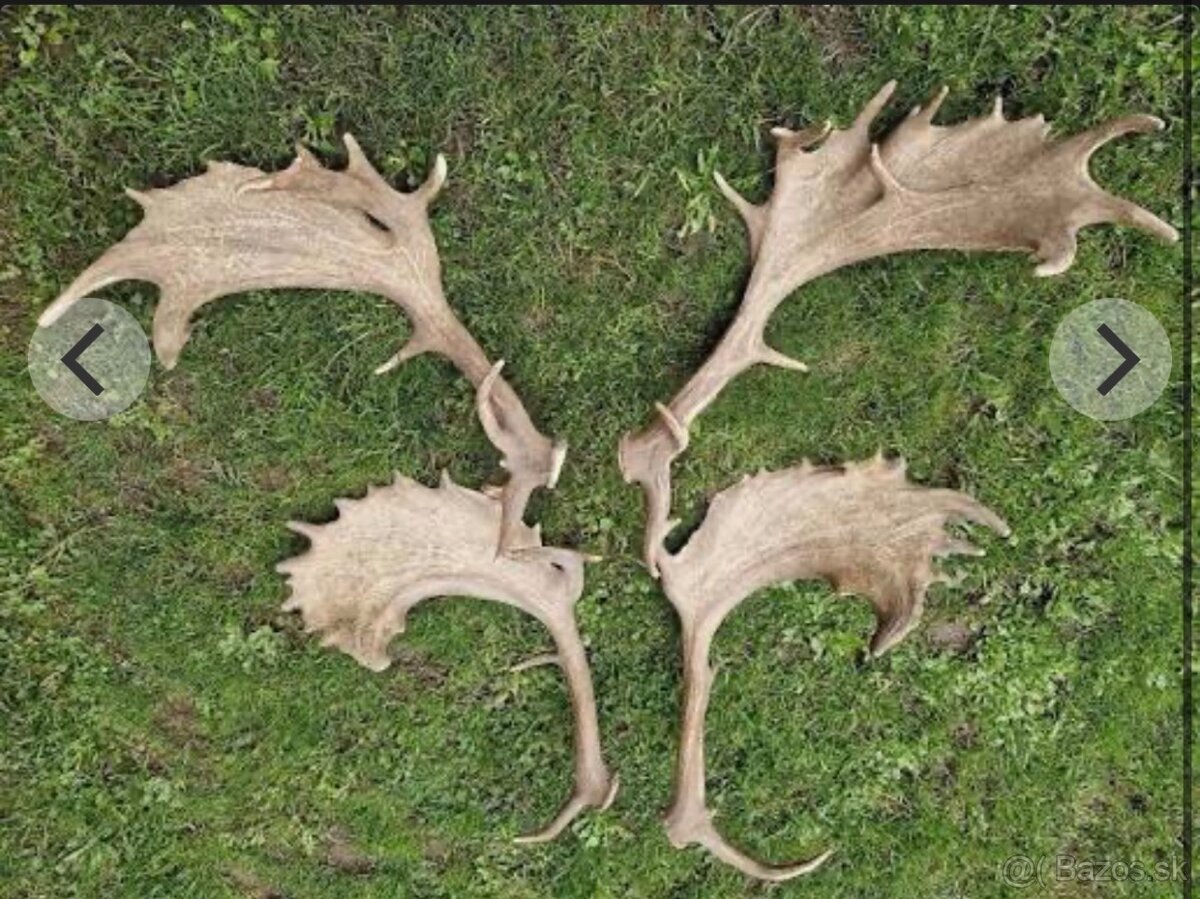 Kupim pekne zhody z daniela.parozie,zhody,parohy