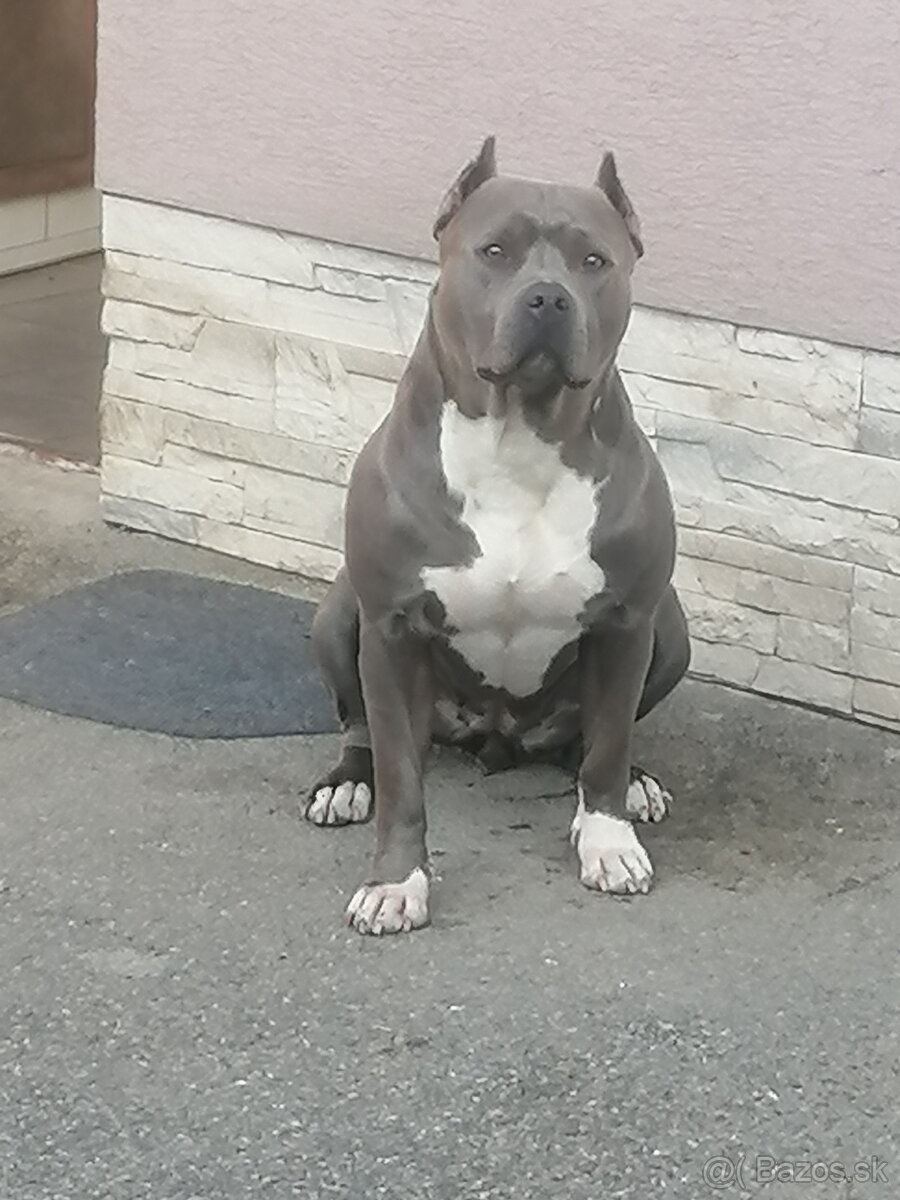 Hľadám psa american bully na krytie.