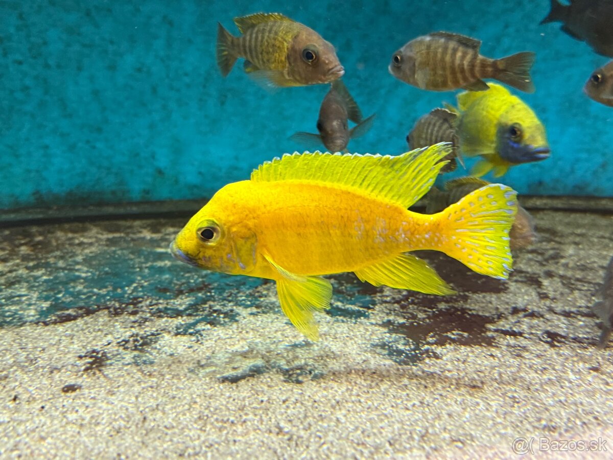 Africké cichlidy, rôzne druhy