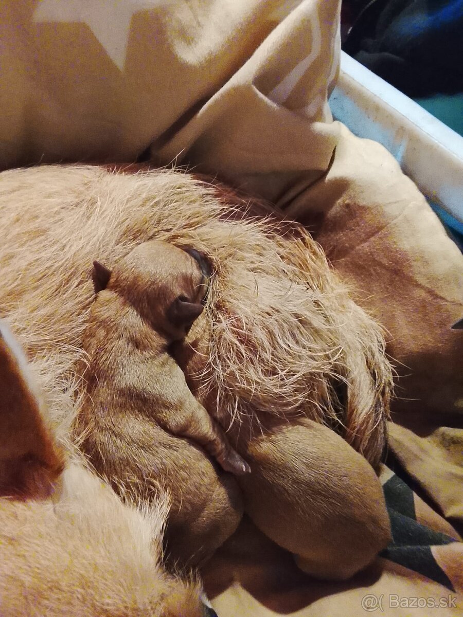 Krásne šteniatko mini čivavy