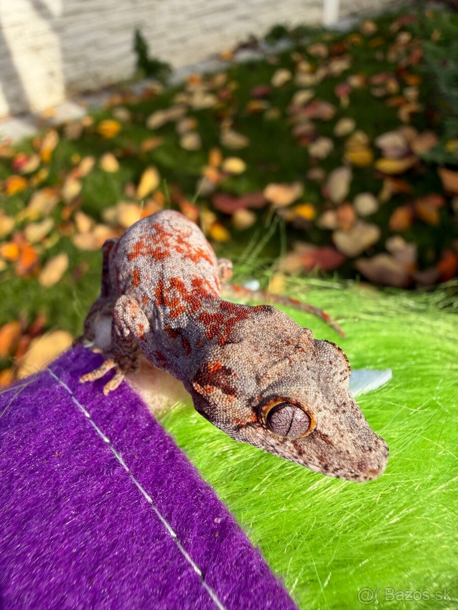 Gekon hrbolkohlavý / Gargoyle Gecko