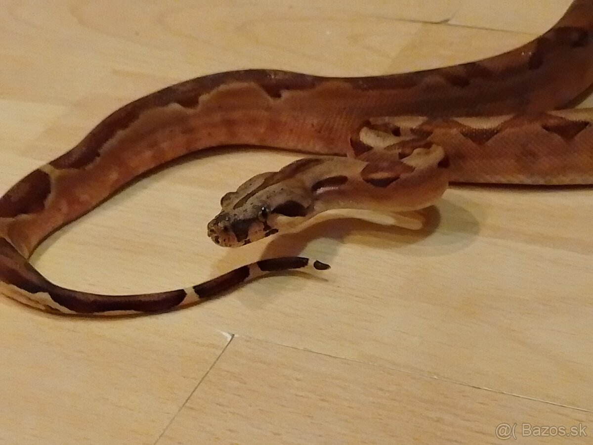 Boa Constrictor