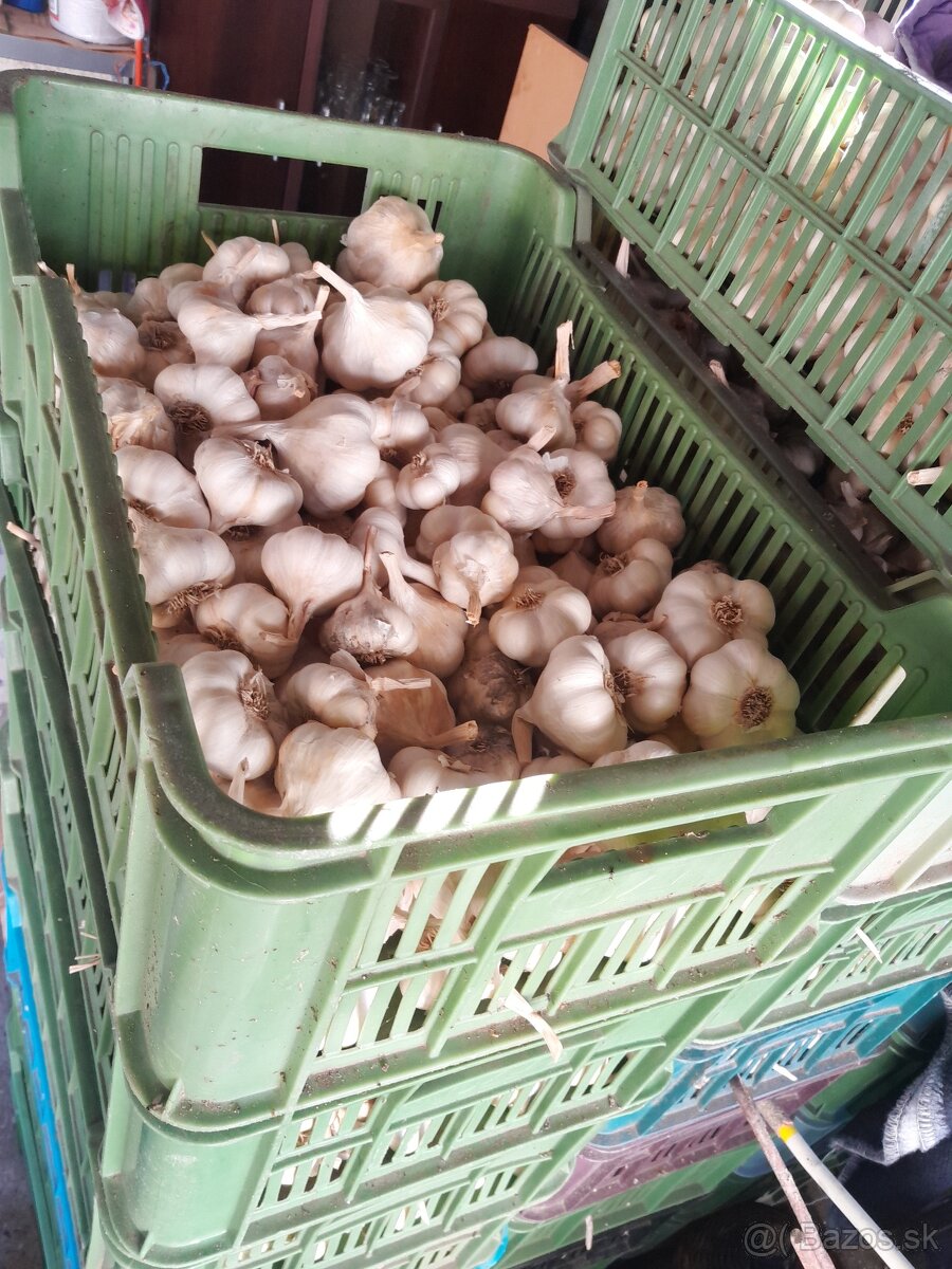 Cesnak