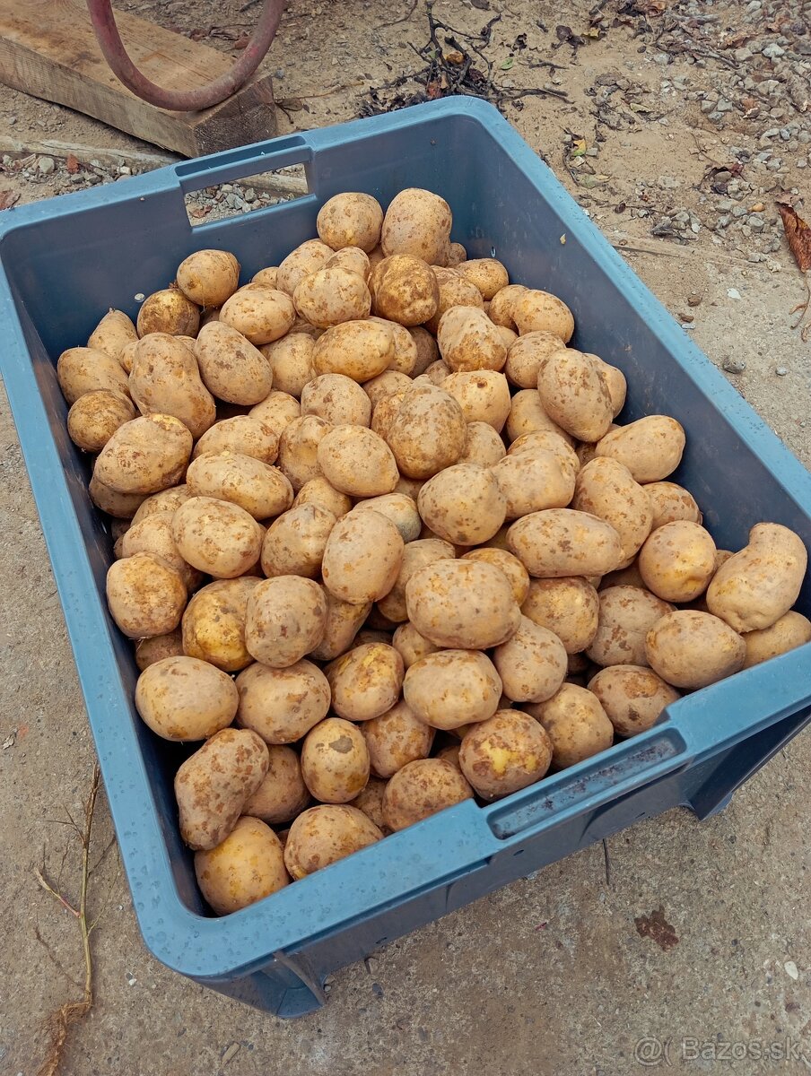 Zemiaky 0,55€/kg