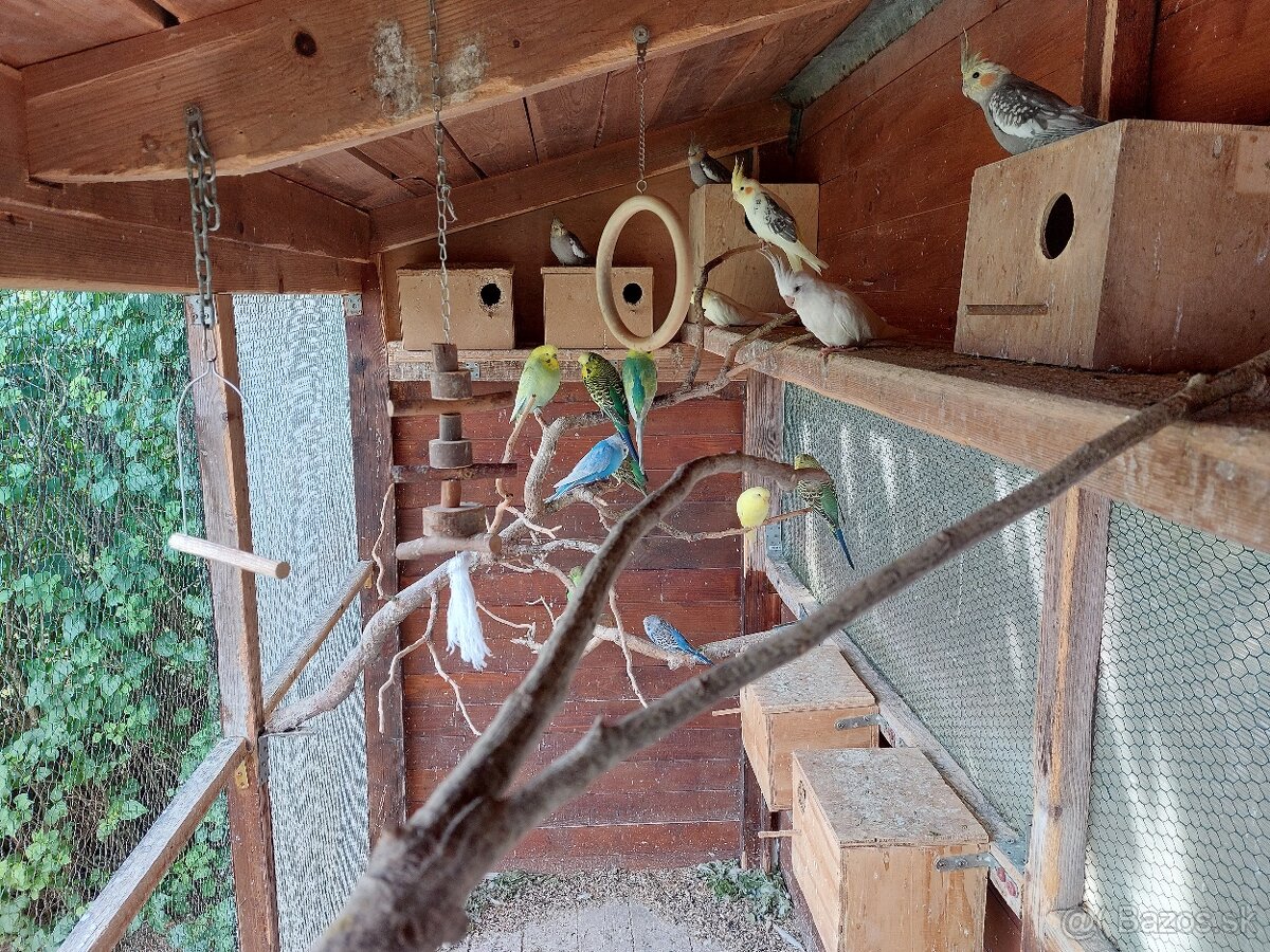 Andulky korely predaj