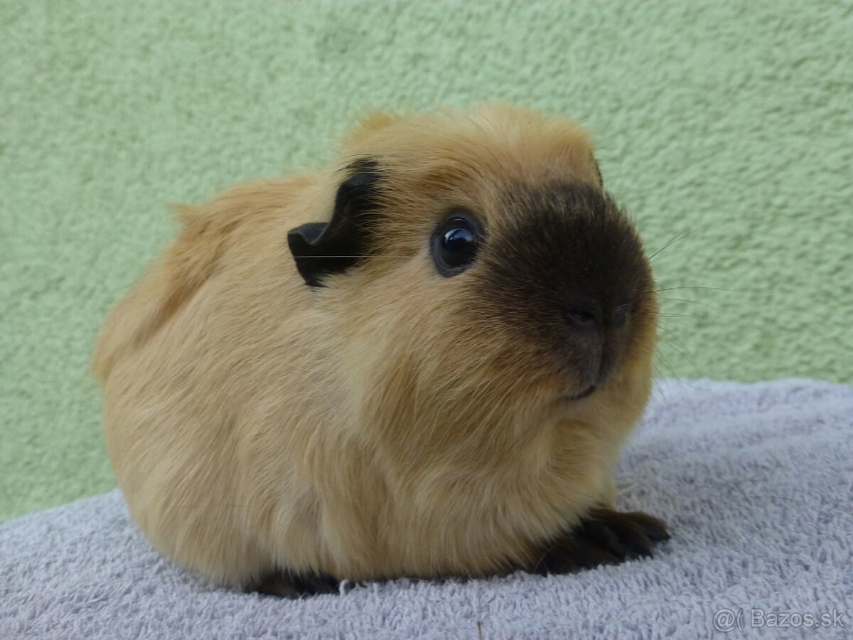 Ušľachtilé morčiatka