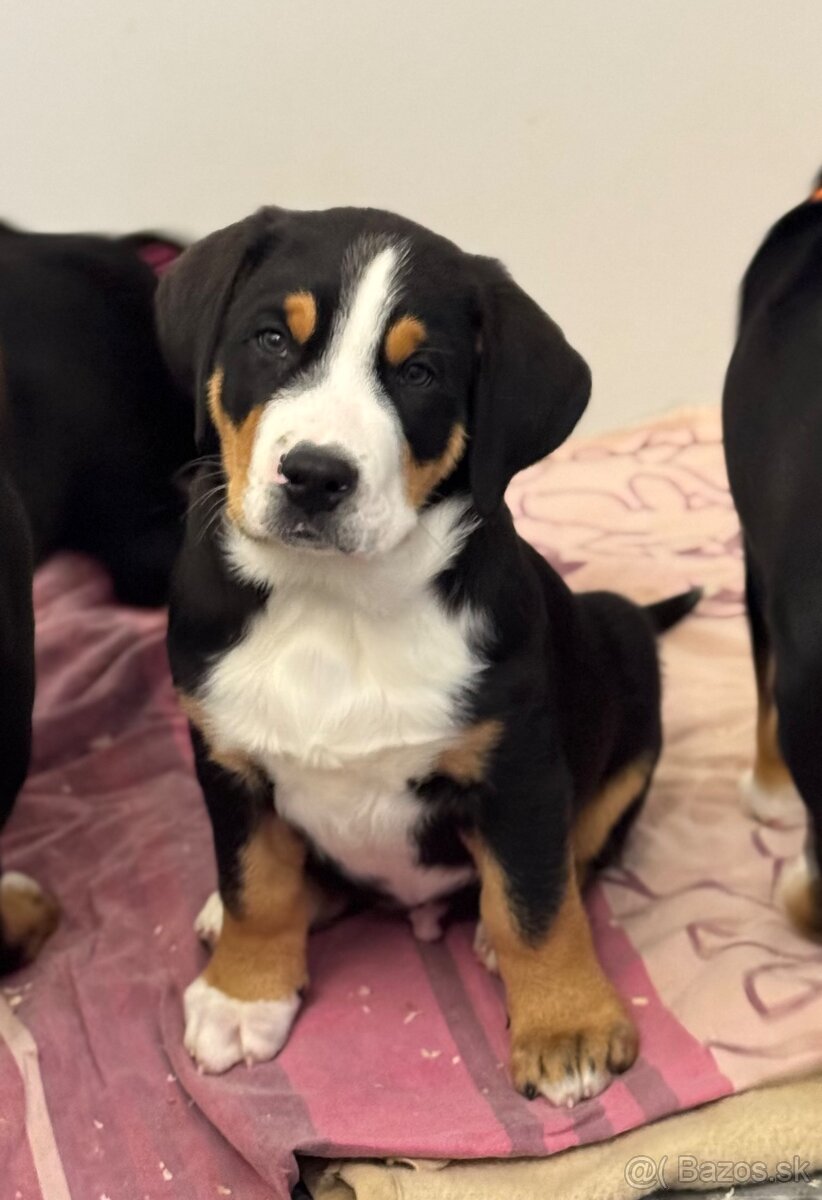 velky švajčiarsky salasnický pes