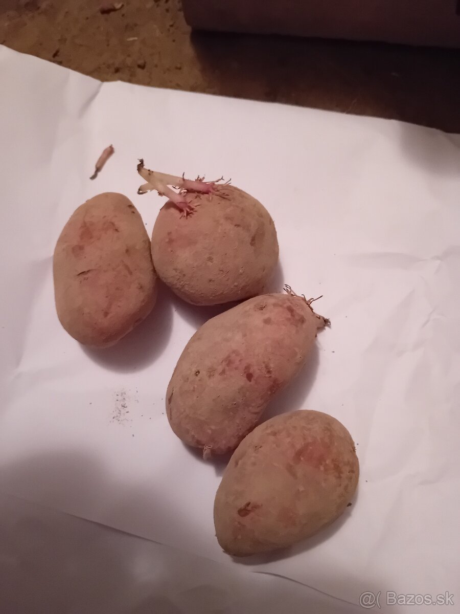 Predam sadbove zemiaky cervene