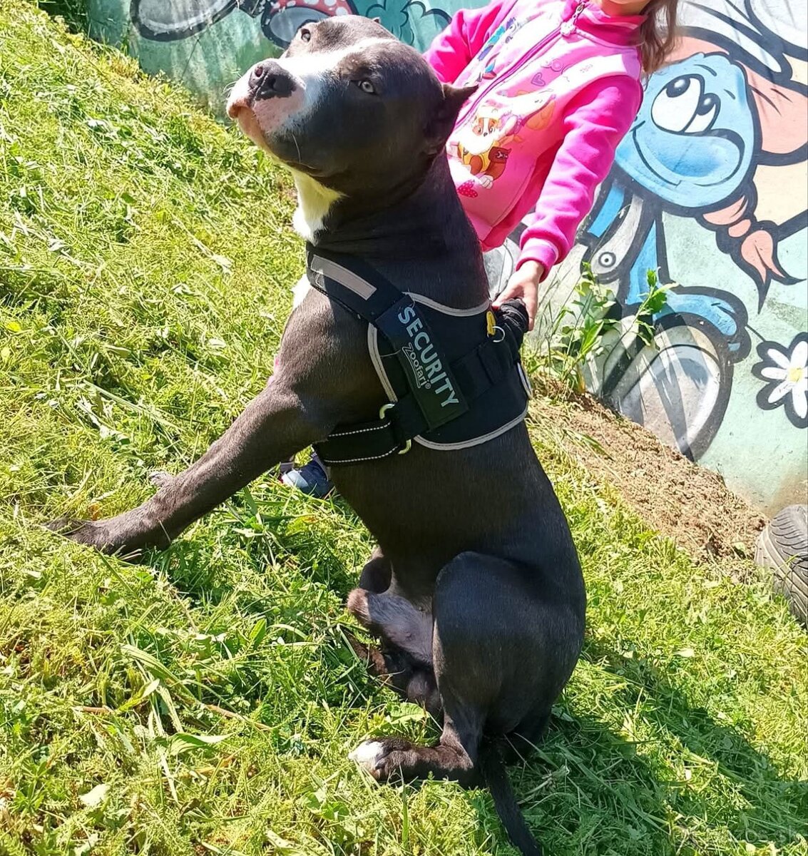 Darujem pitbulla