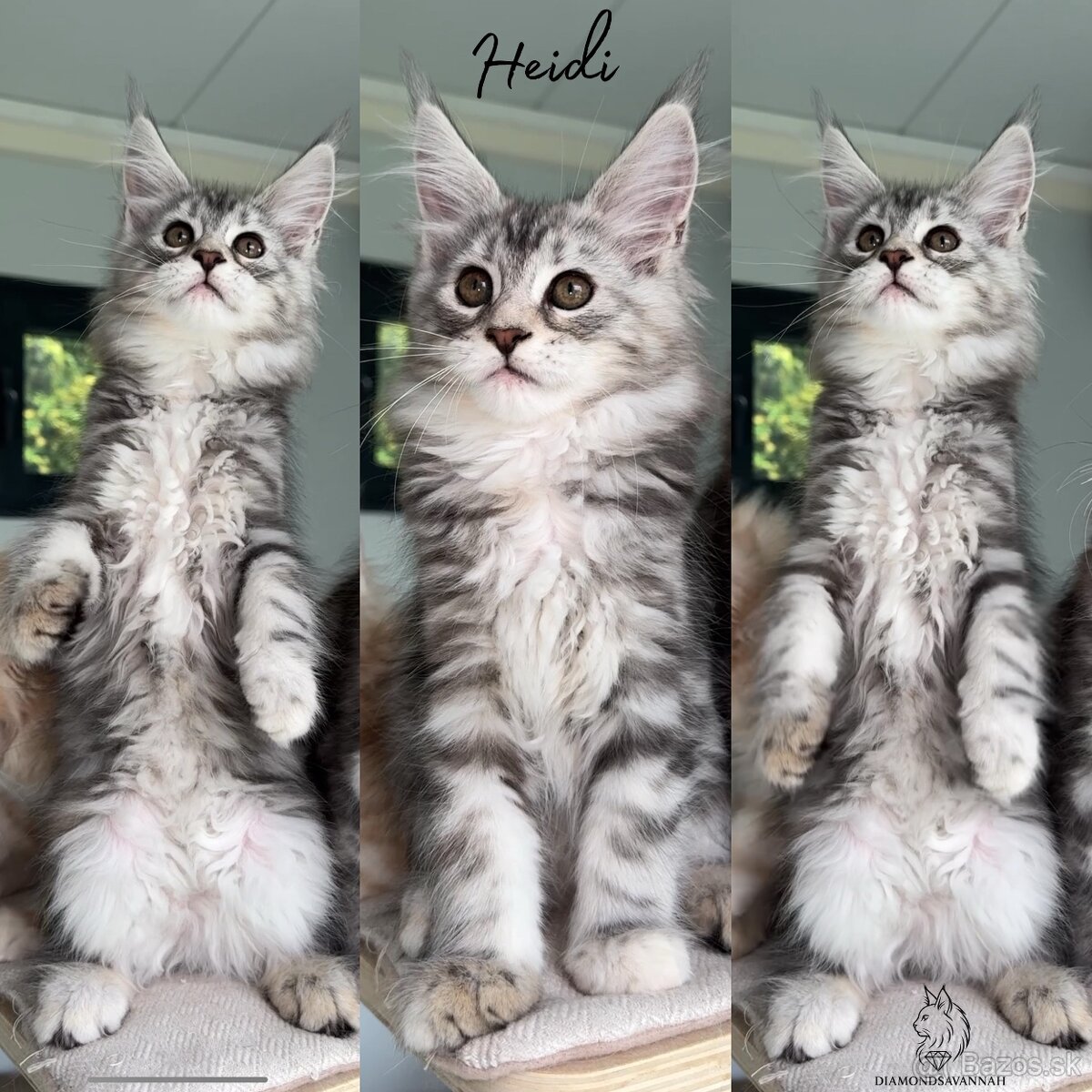 Maine Coon s PP Mainská myvalia
