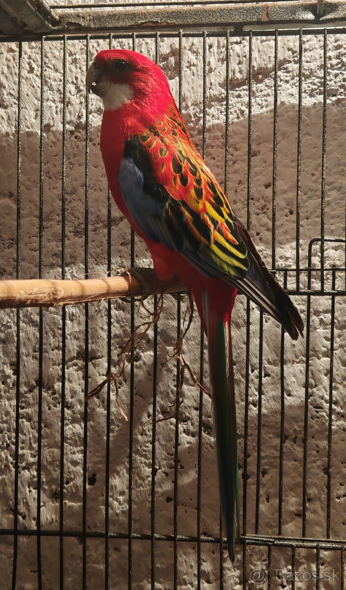 Rozela pestrá - pár