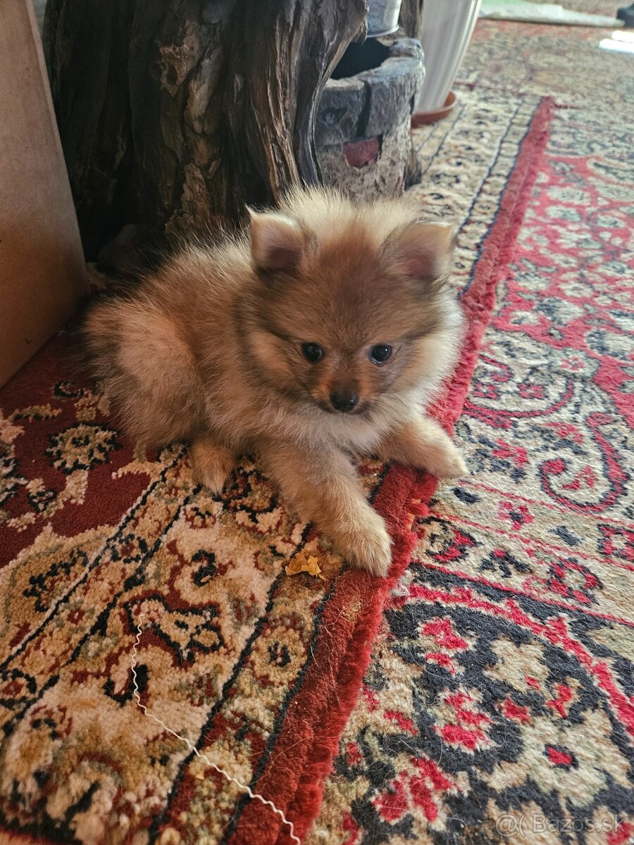 Predám šteniatko Nemeckého trpasličieho špica oranžoveho