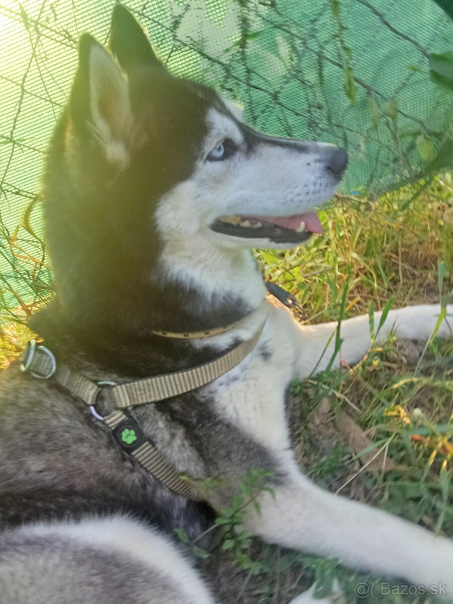 Sibírsky husky