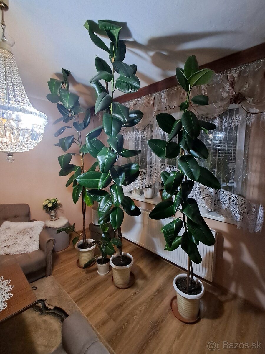 Ficus izbový