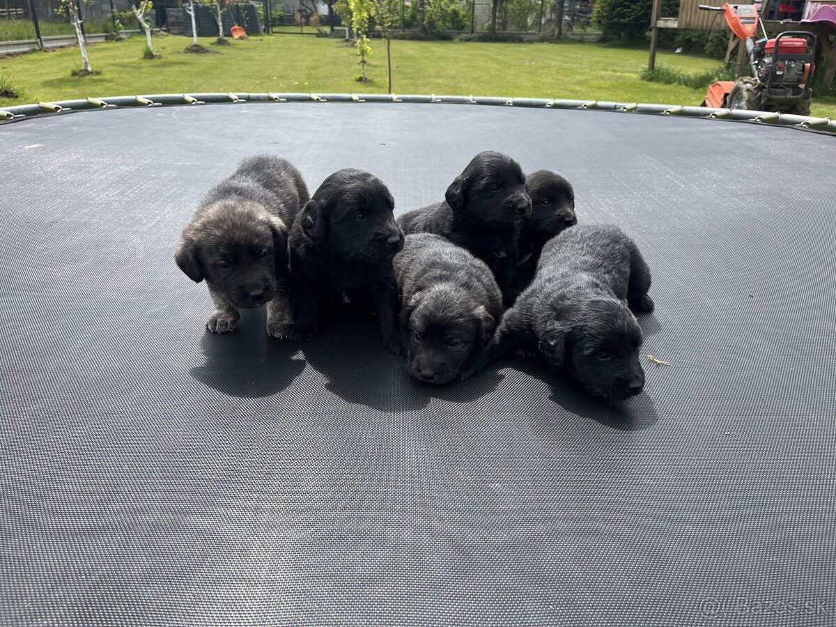 Šteniatka labradora