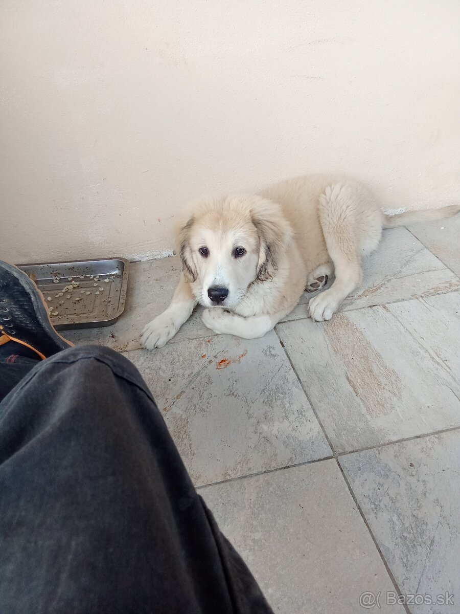 Čuvač a.kangal