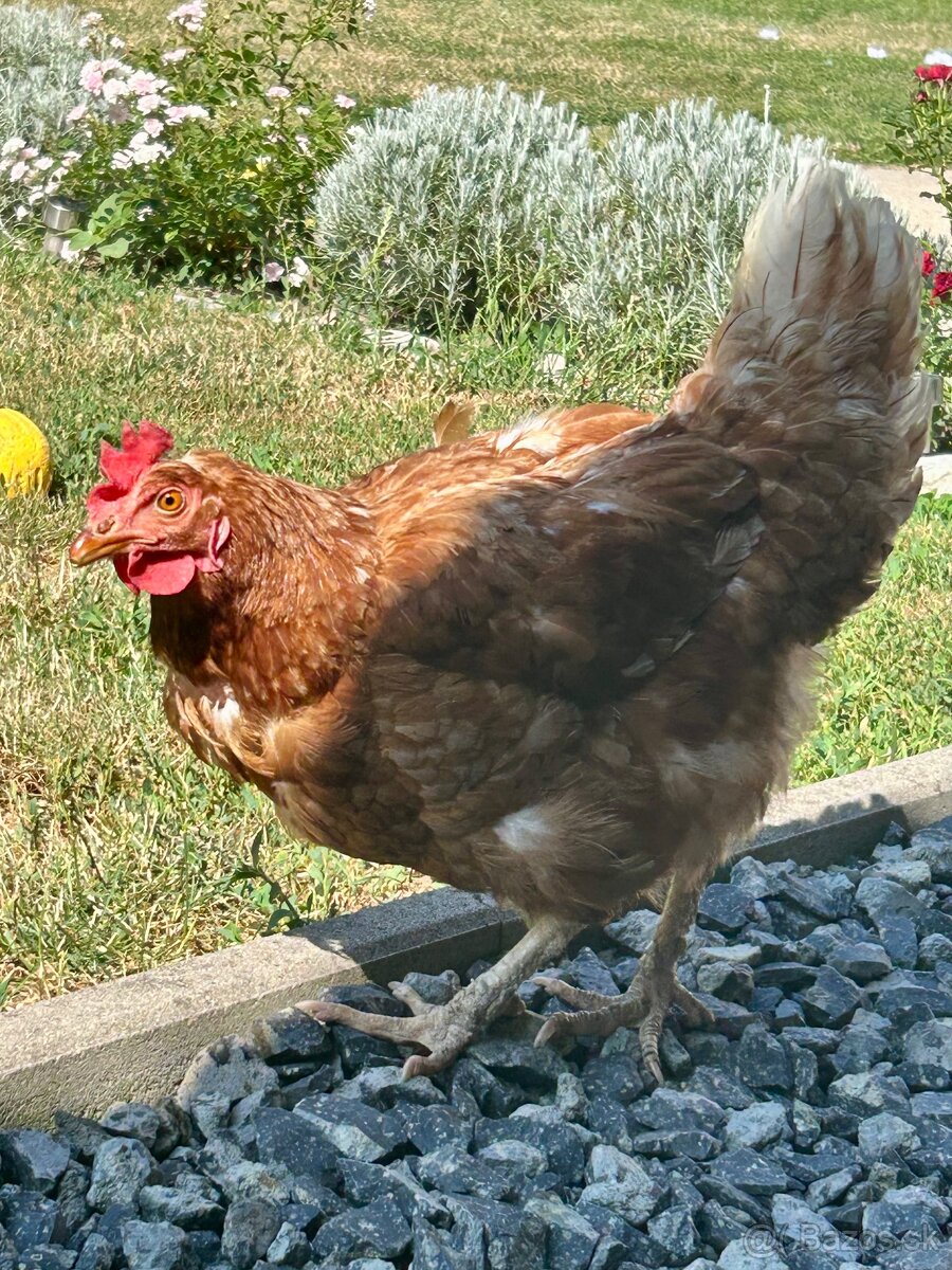 Ročné nosnice