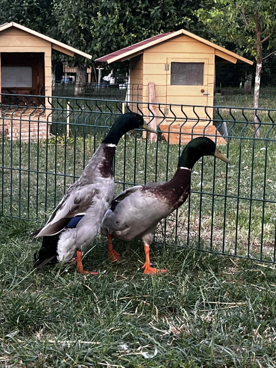 INDICKÉ BEŽCE