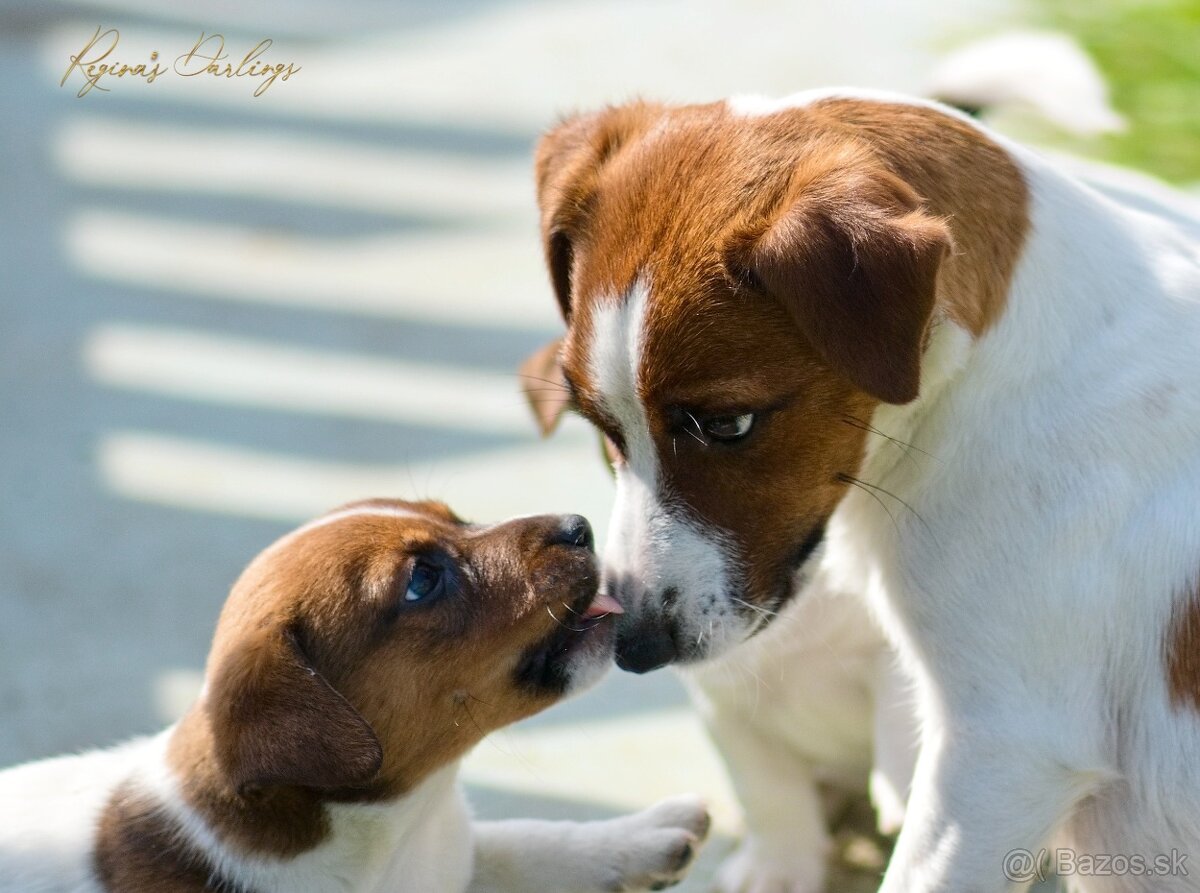 Jack Russell teriér s PP- hladkosrtá fenka