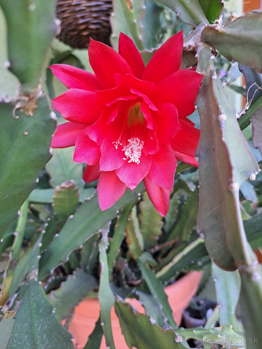 Epiphylum - listový kaktus červený
