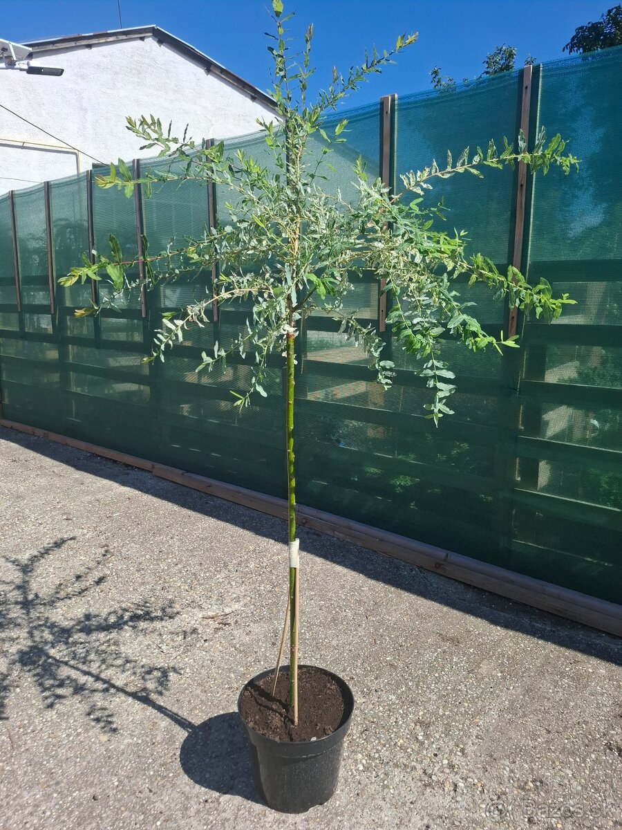 Japonská vŕba - HAKURO Nishiki