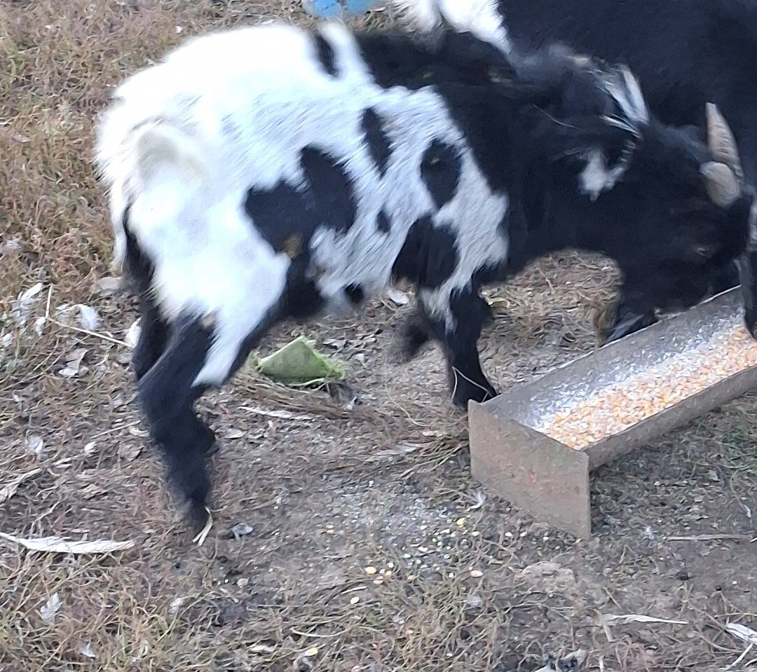 Holandský mini capko