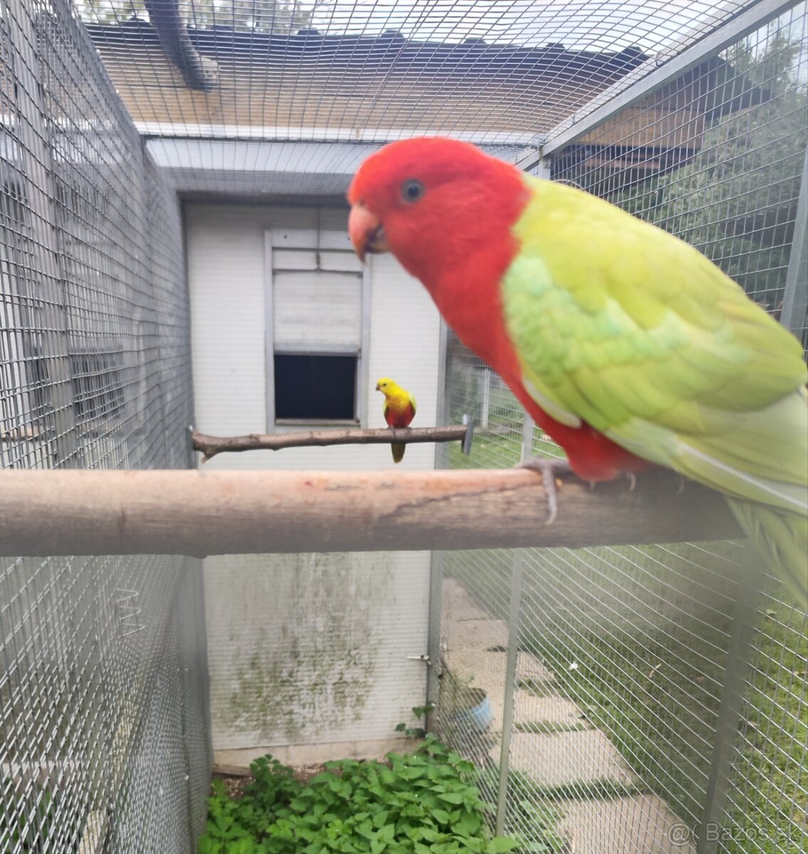 Predam Papagáj Kráľovský zlty