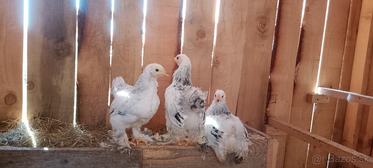 Brahman columbia brahmanky