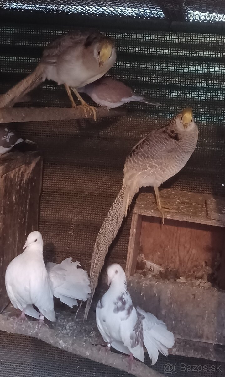 Predám bažantov zlatožltých :