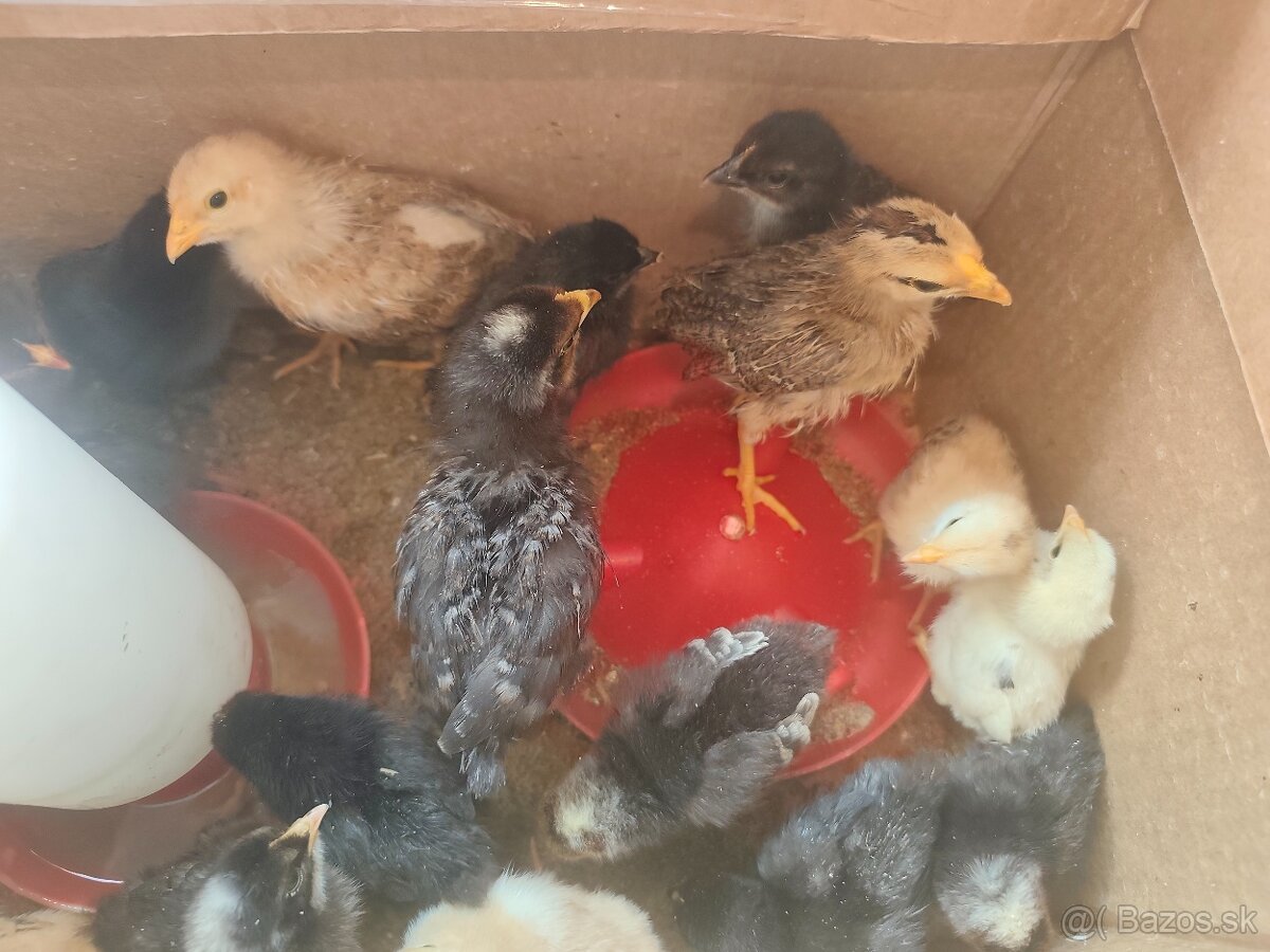 Kuriatka týždňové