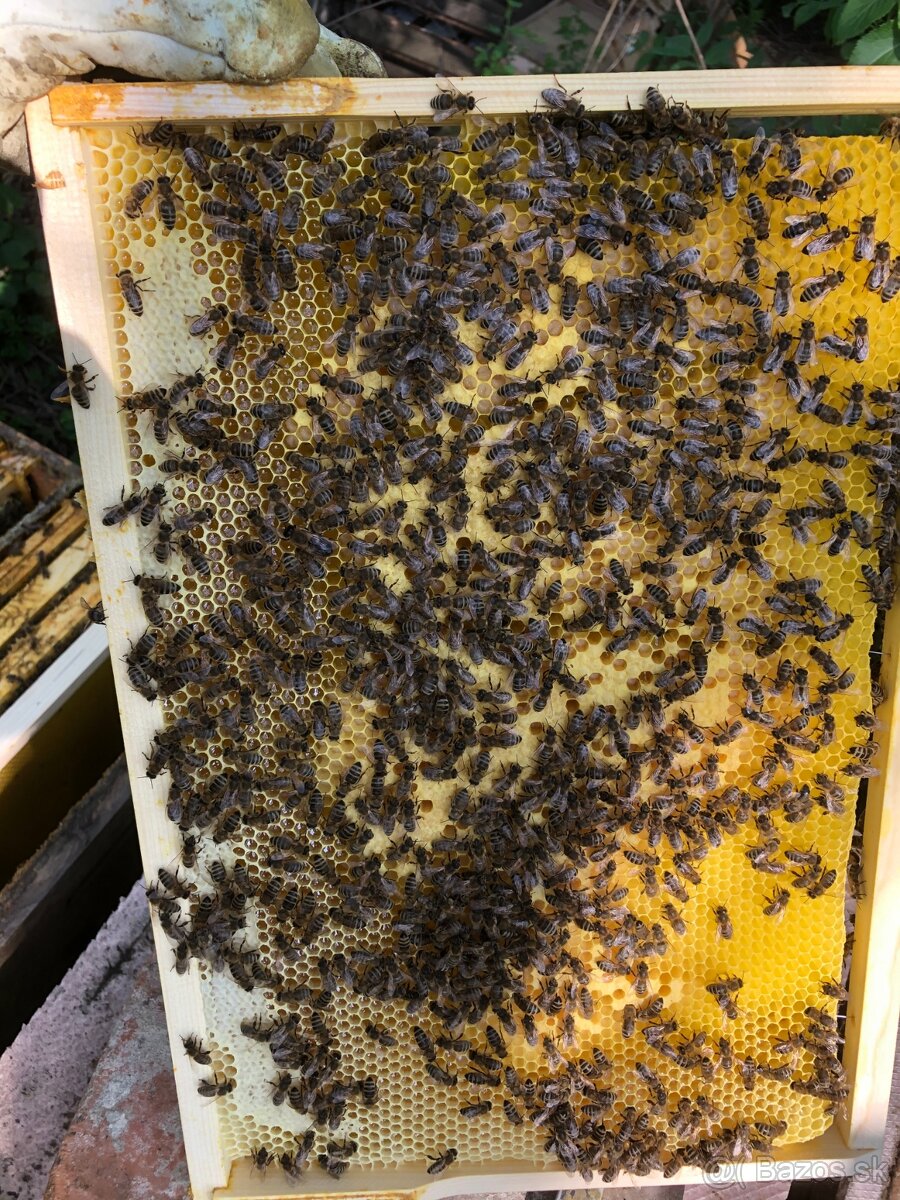 včely, odložence