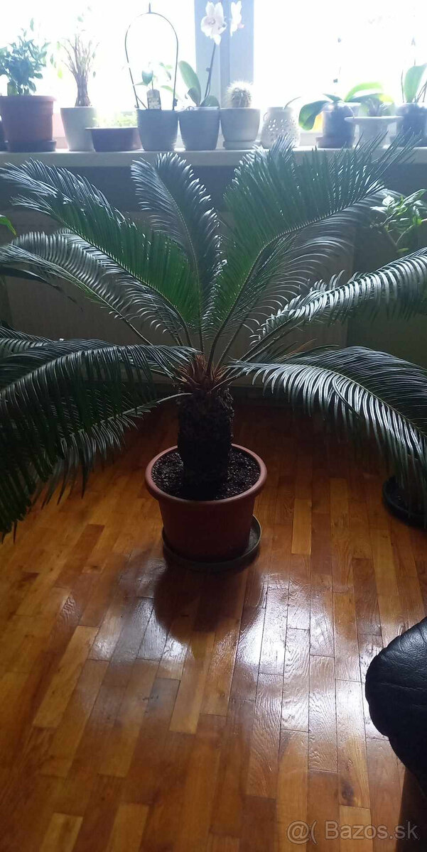 Predam palmu Cycas revoluta