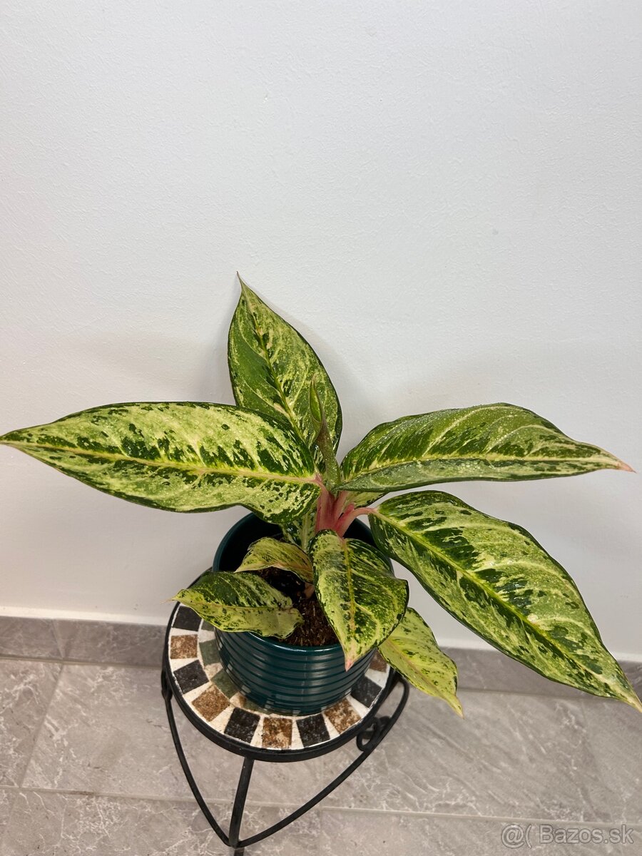 Aglaonema Chartreuse Pretty