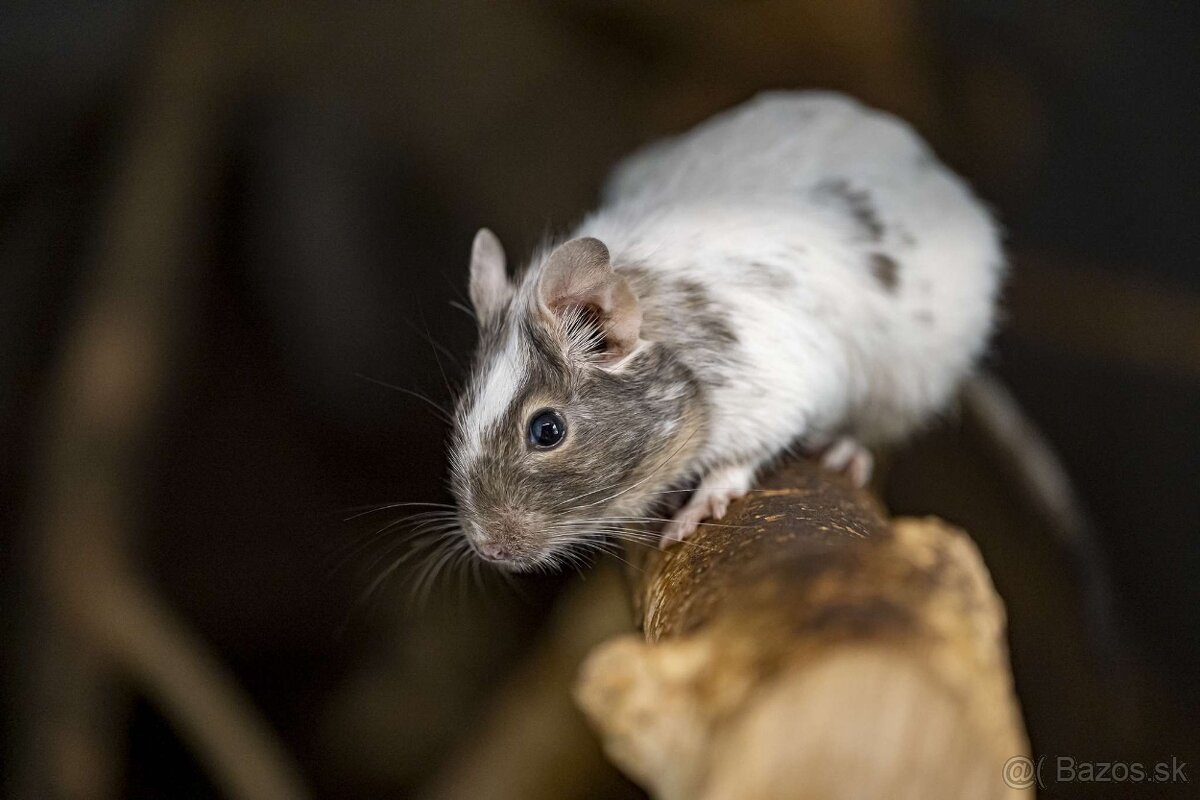 Osmak degu