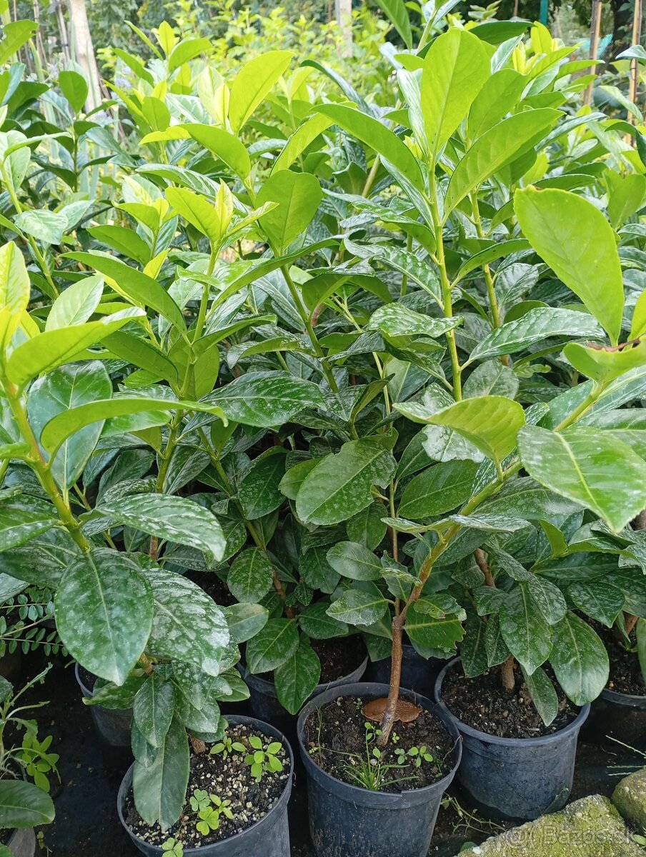 Vavrinovec NOVITA 70-80cm