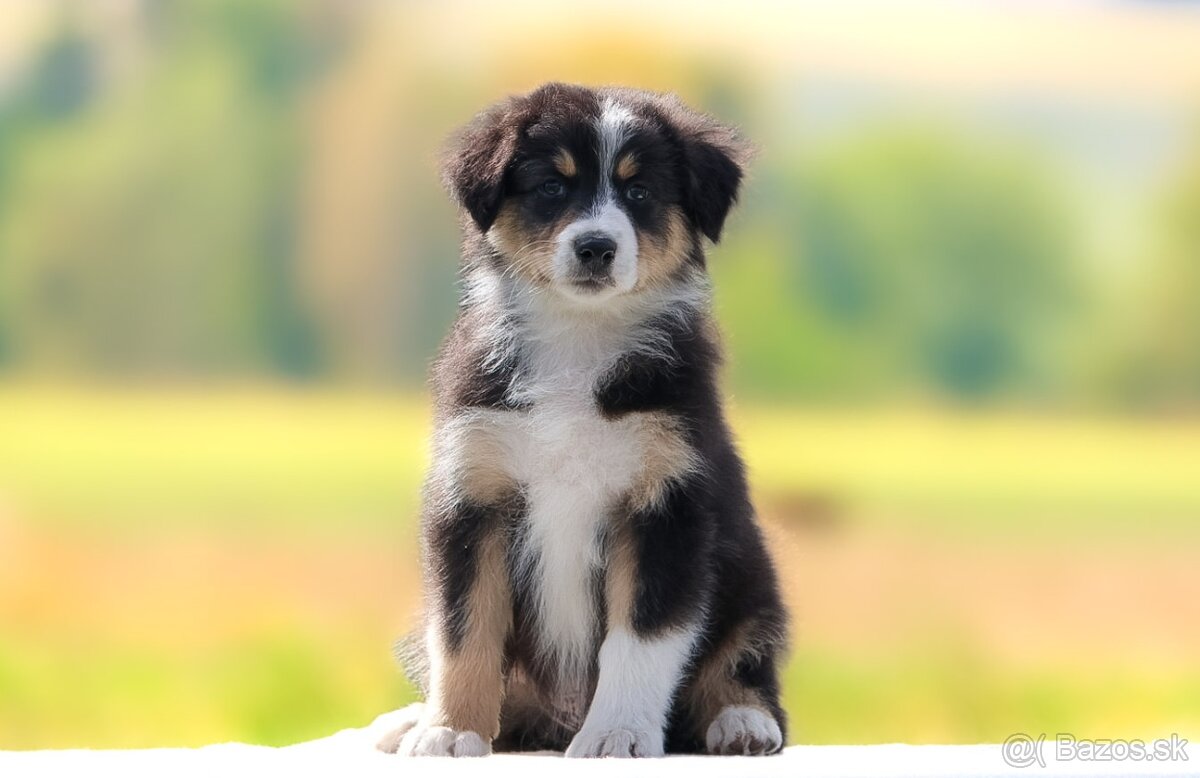 Austrálsky ovčiak s pp