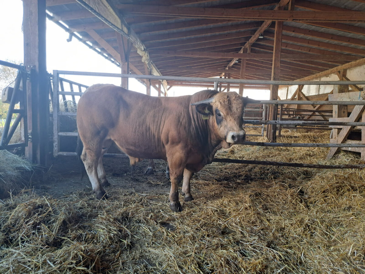 Plemenný býk Aubrac