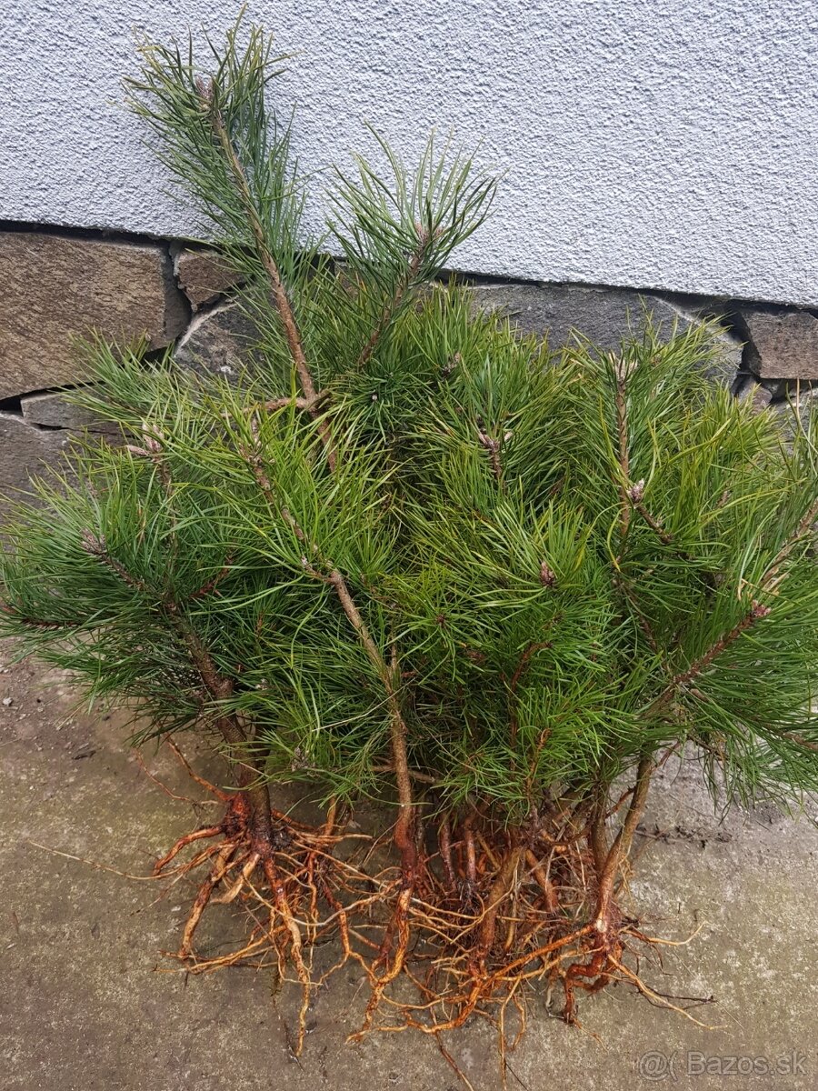 Smrek, jedla, borovica