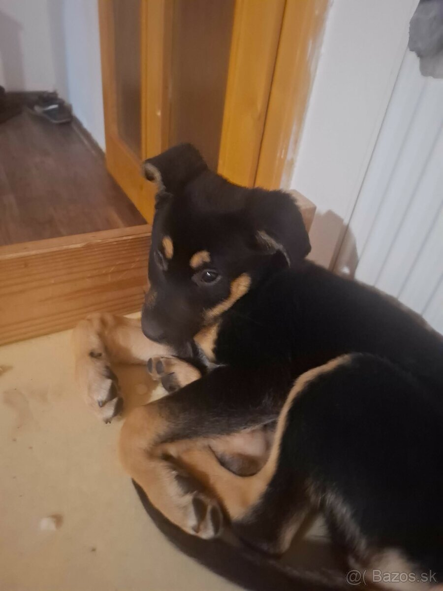 Trpaslíči jazvečík