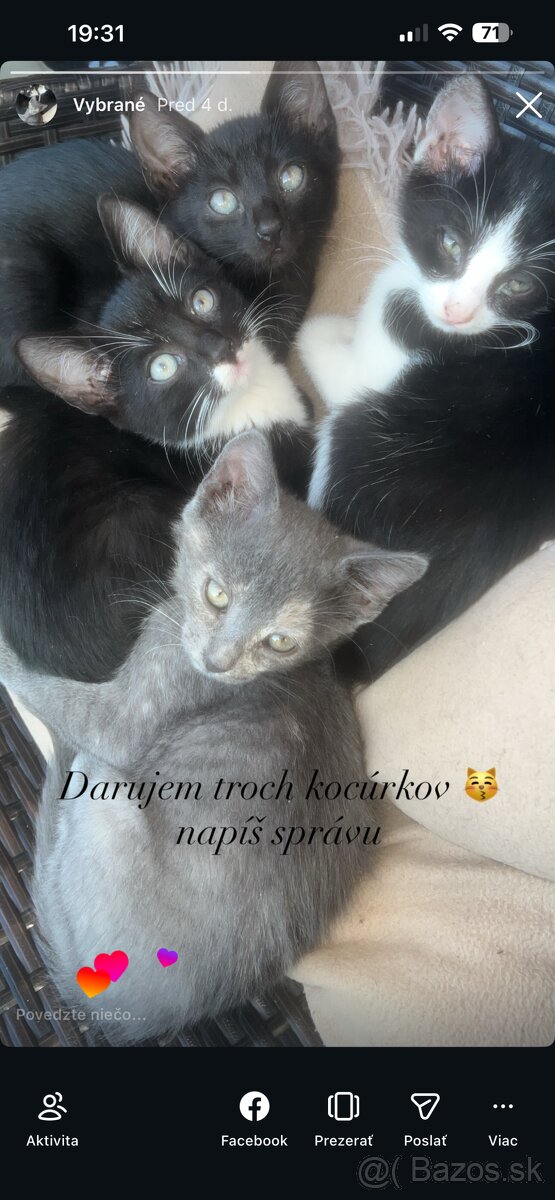 Darujem mačiatka - kocúrikov