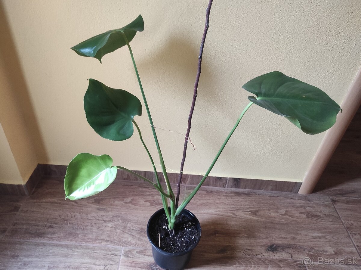 MONSTERA DELICIOSA