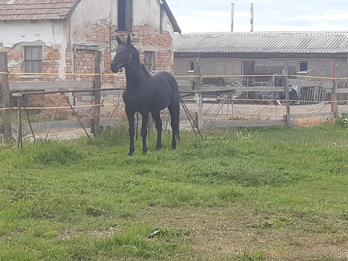 Predám koňa