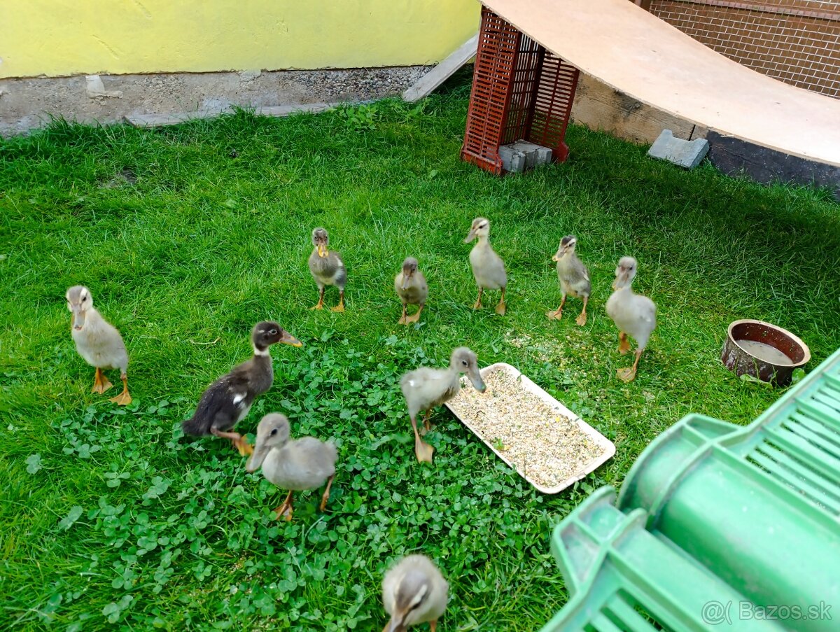 Indické bežce