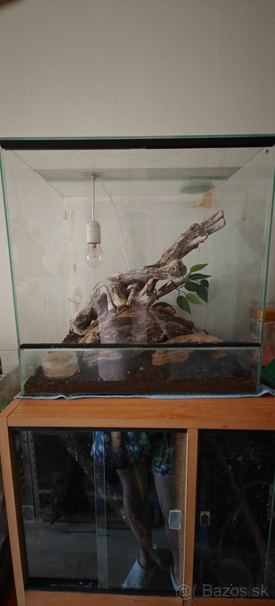 Predám terarium 50x50x40 aj s gekončikom nočným (samec)