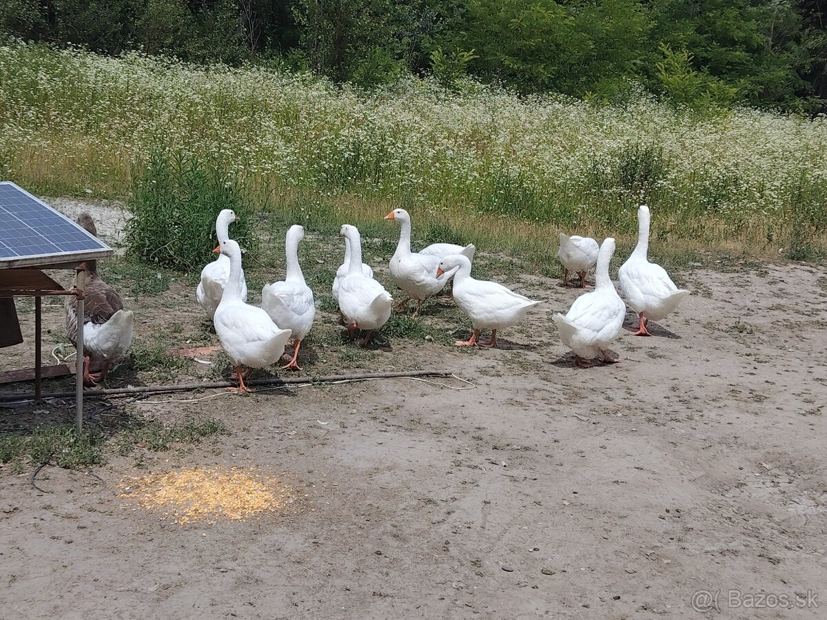 Predám 13 týždňové husy