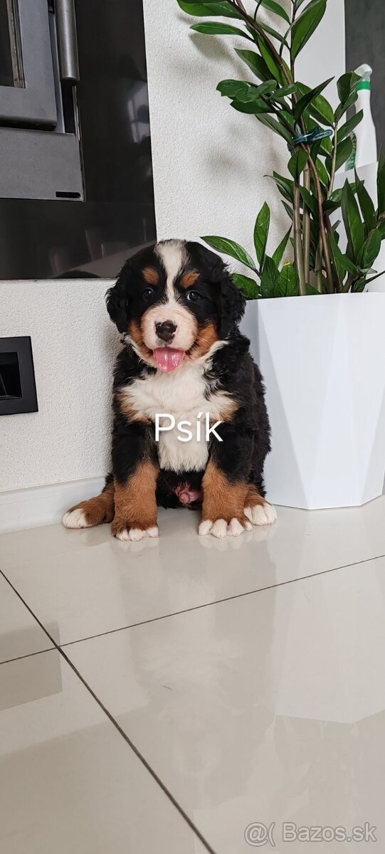 Bernský Salašnícky