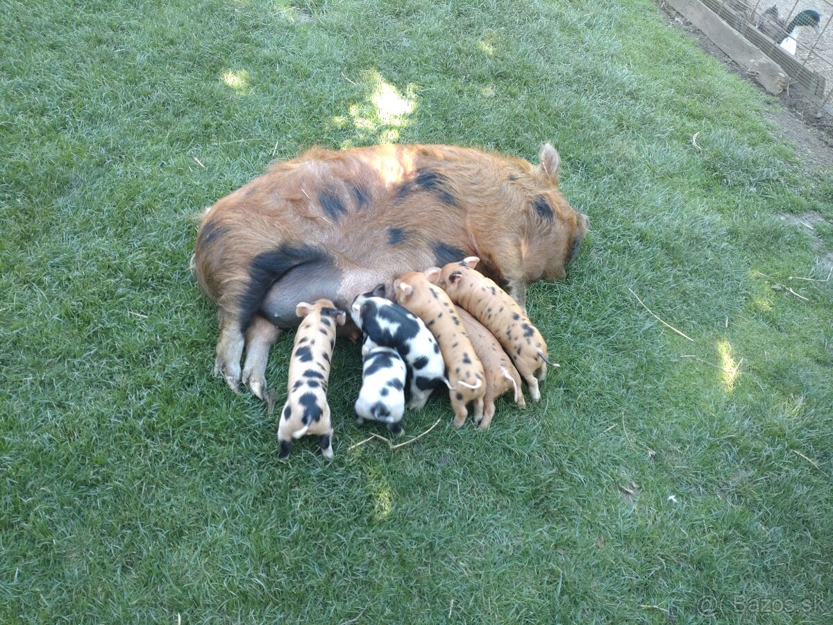 Kune Kune